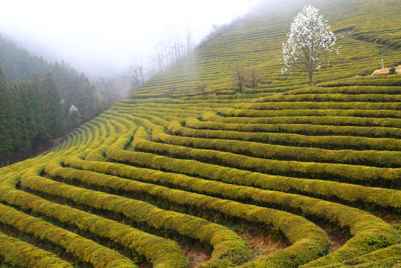 Green tea fields in Boseung