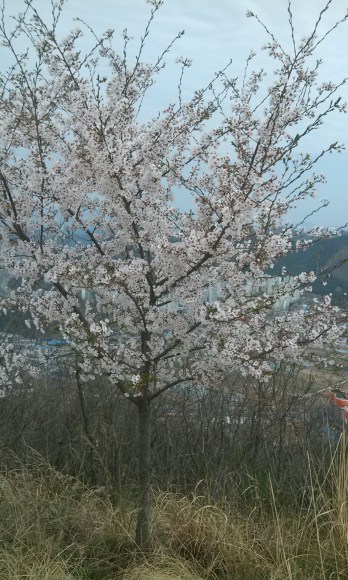 The cherry blossoms are out in full force.