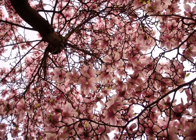 Flickr Creative Commons: Kikasz