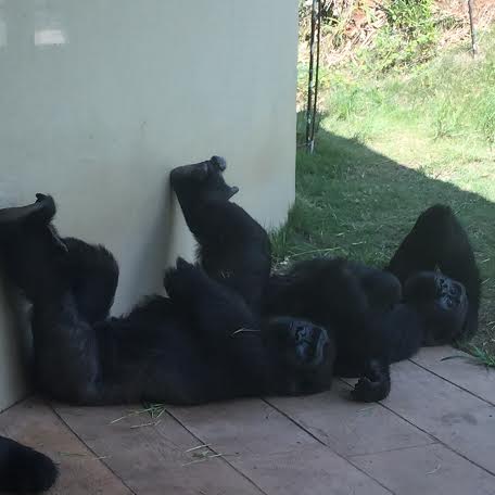 31540097-b026-454f-96cc-0824a94d6fe7